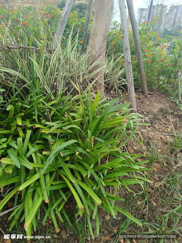 户外绿植景观