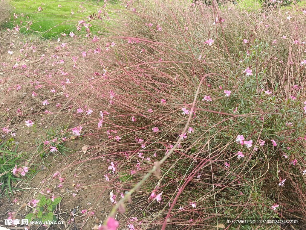 粉色草丛中的美丽小花
