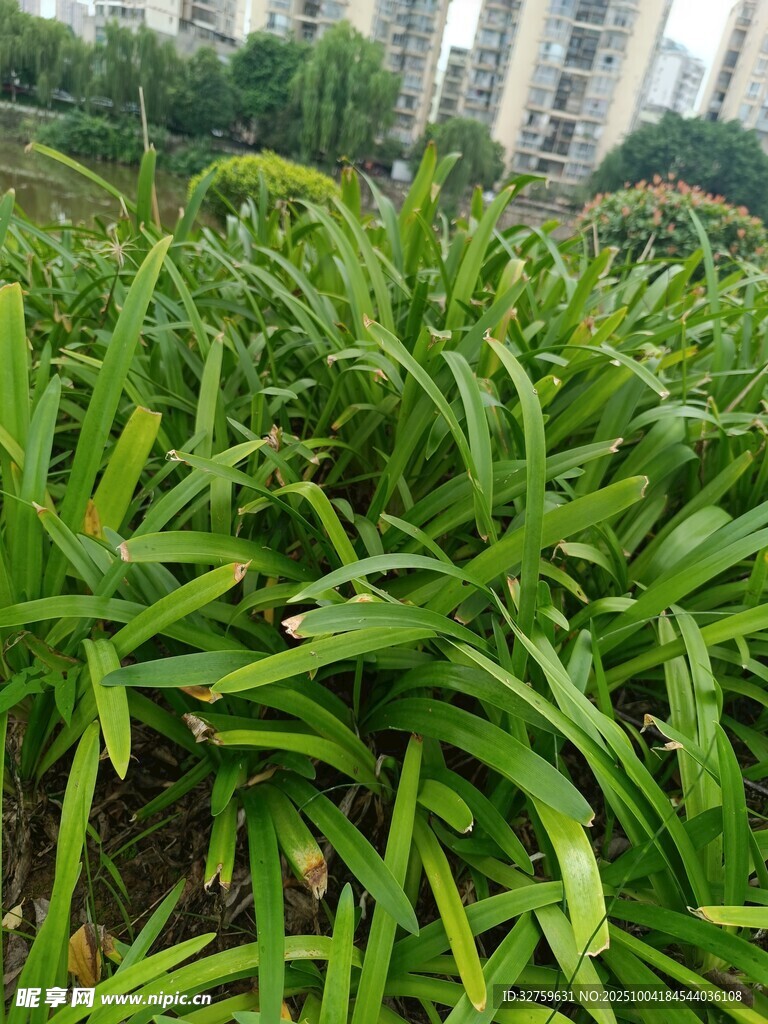翠绿繁茂的户外绿植景观