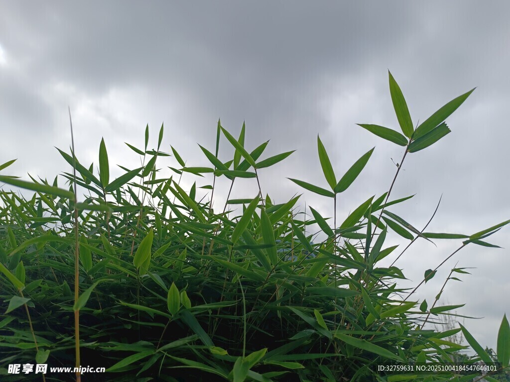 雨中挺立的翠绿竹子