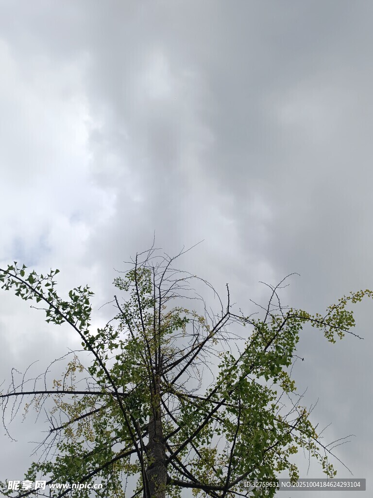 仰观枝头绿意映灰天