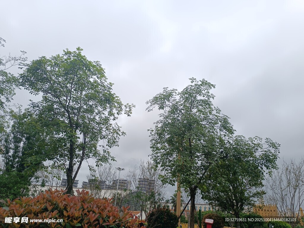 雨中朦胧树木景观