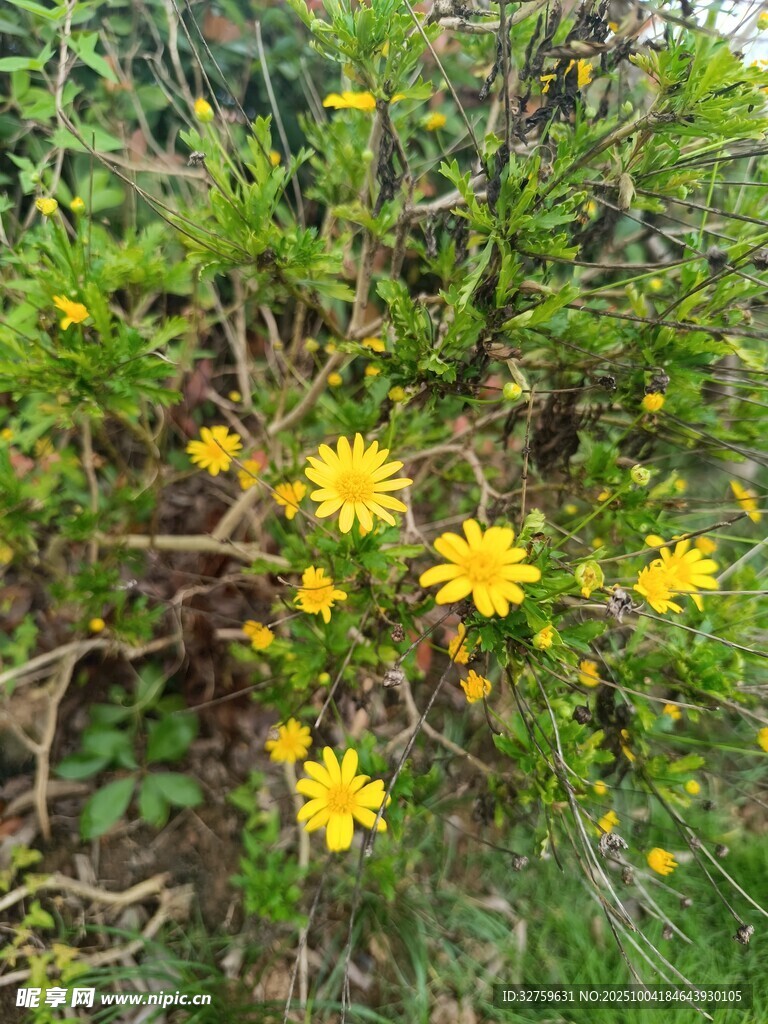 枝头绽放的明黄色小花