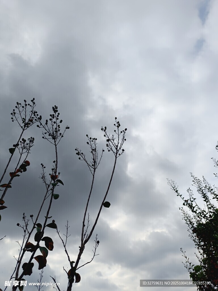 天空下的植物枝干景象