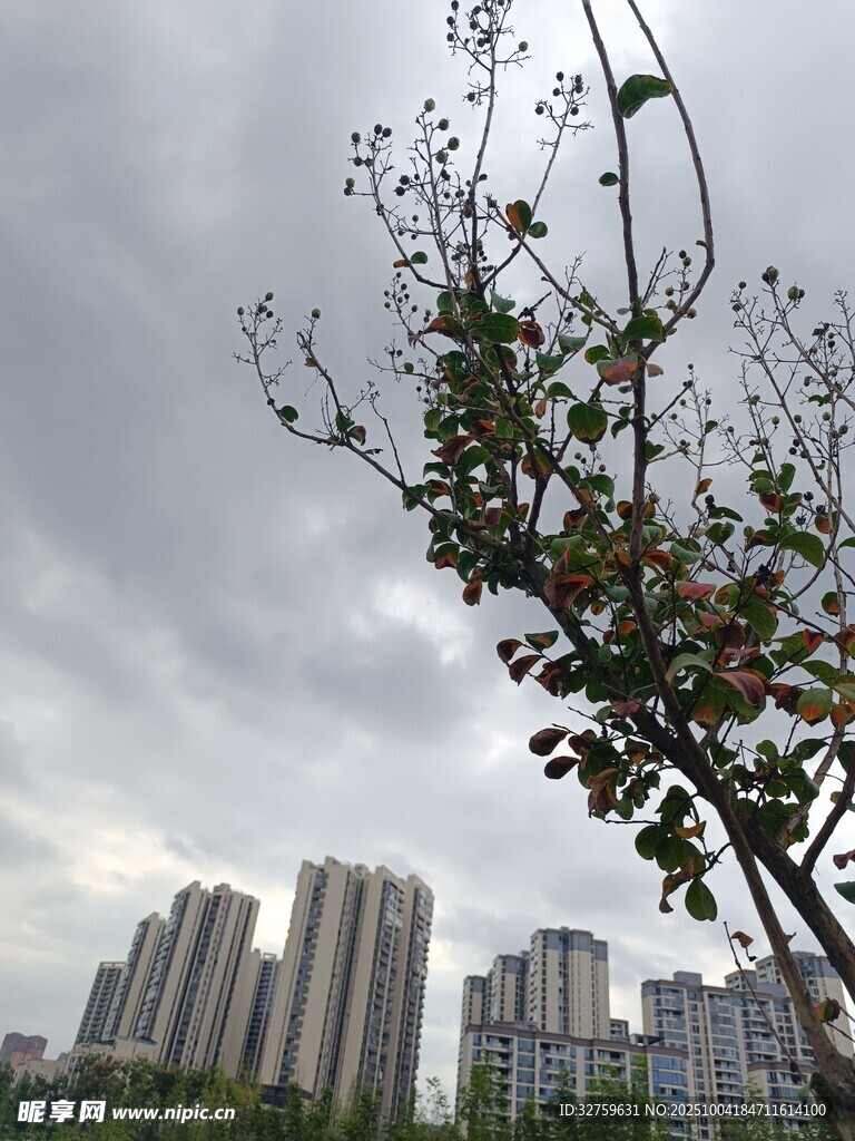 城市天际线旁的繁花树枝