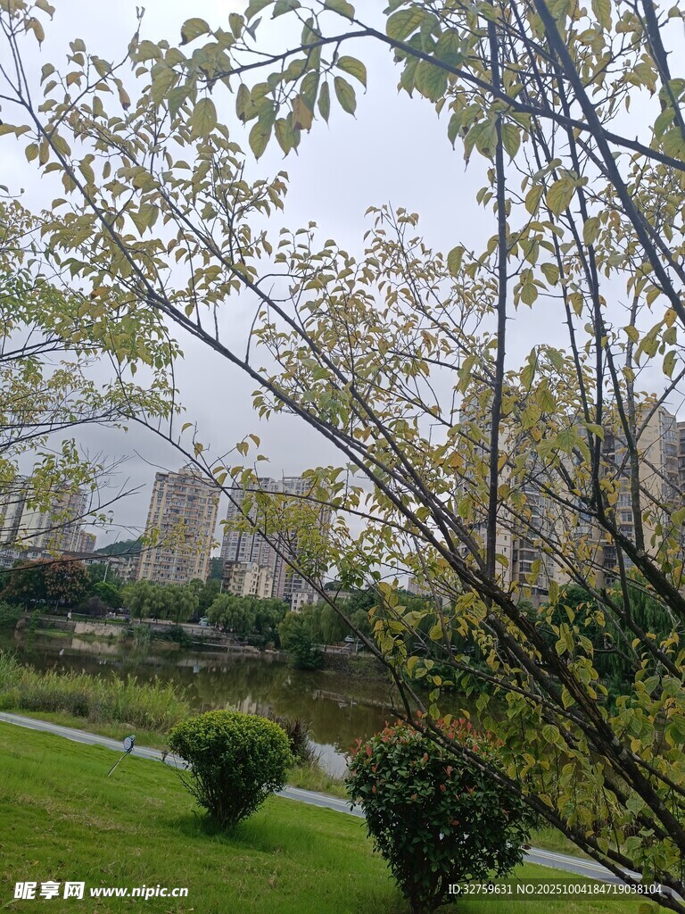 雨中园林景致