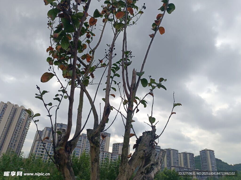 城市中凋零的花枝