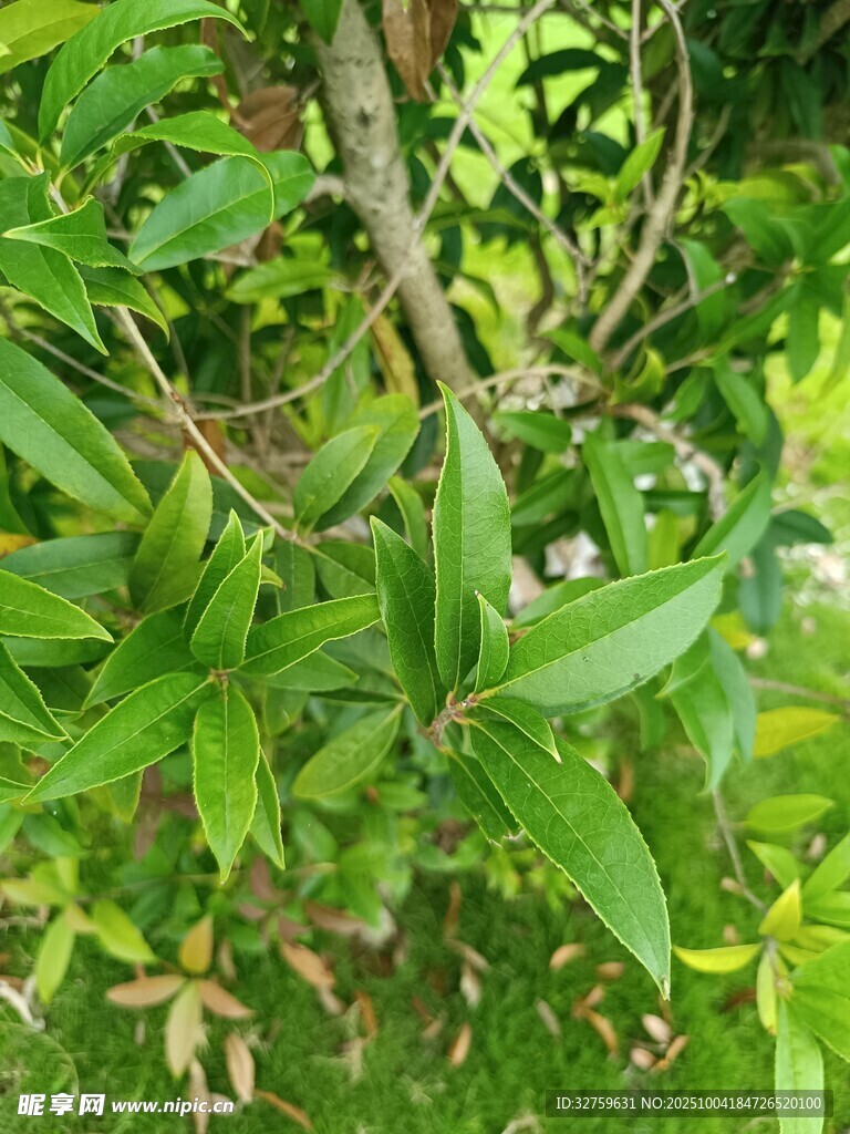 翠绿繁茂的植物枝叶
