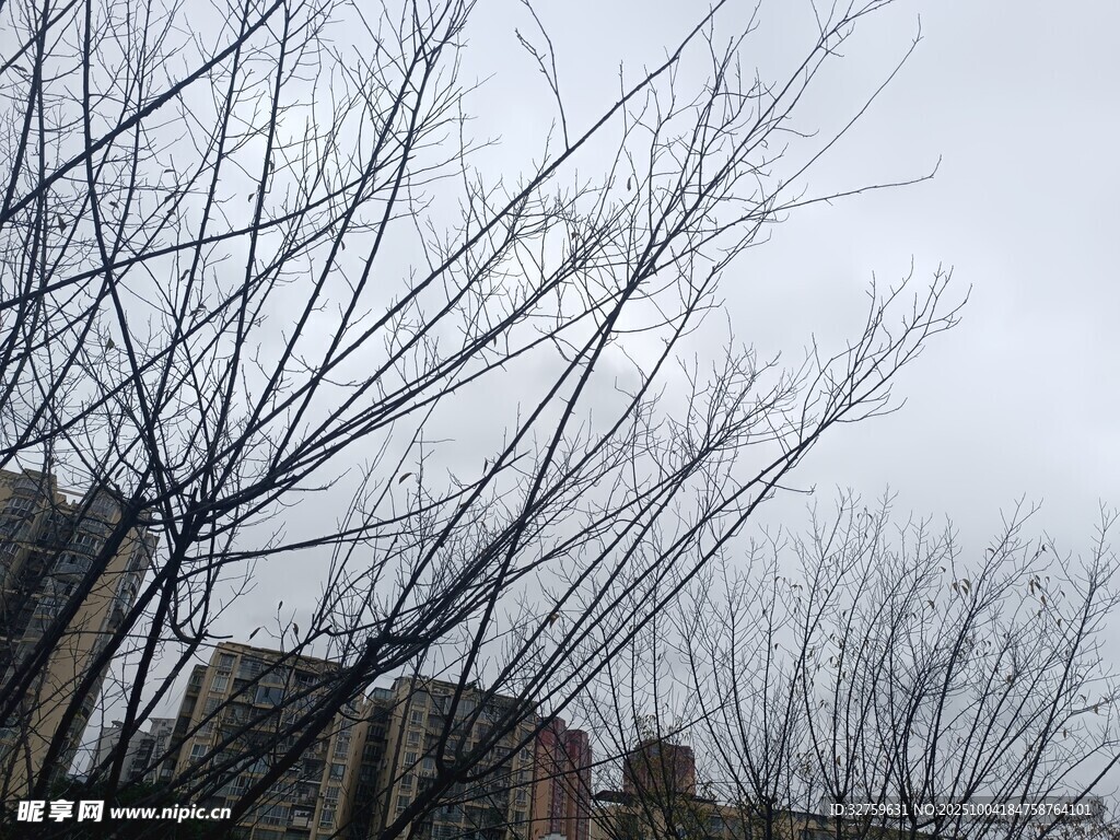 冬日枯树景象