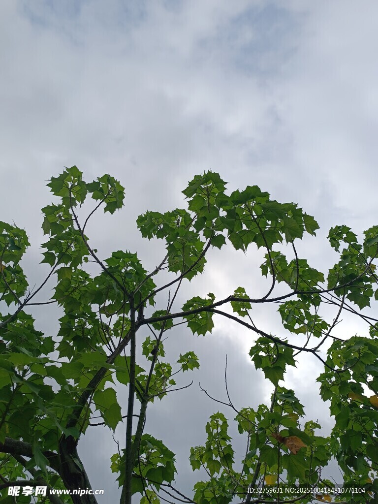 枝头绿叶映灰蓝天空