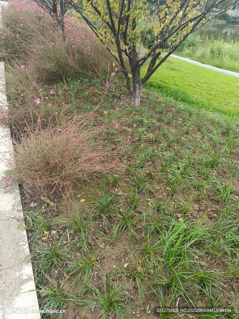路边草地与树木景观