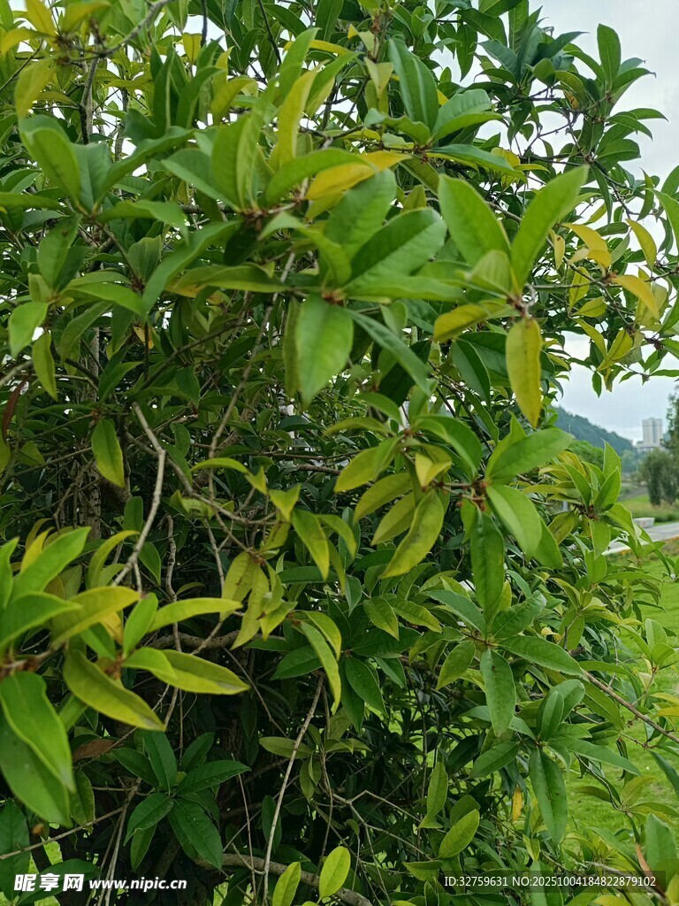 繁茂绿植展现自然生机