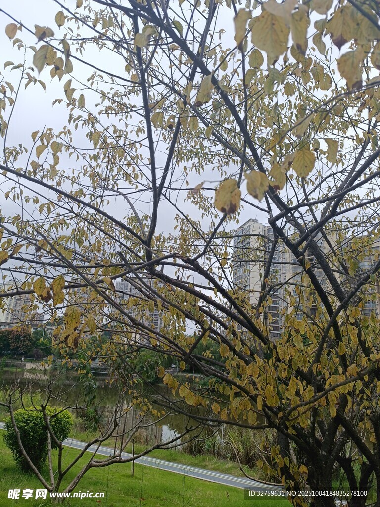 秋日公园树枝与朦胧背景