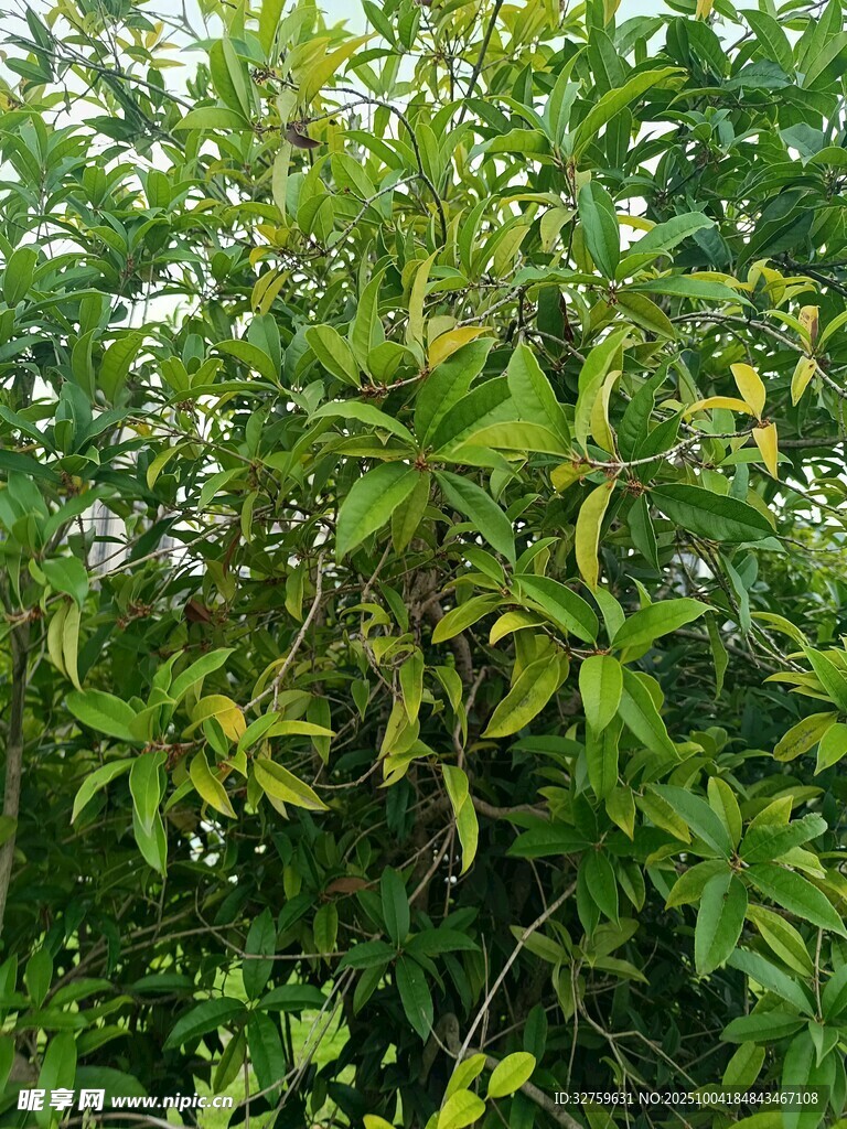 绿叶繁茂的植物景观