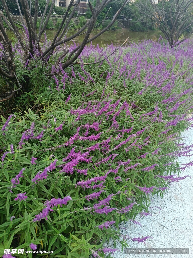 紫色花卉沿小径绽放