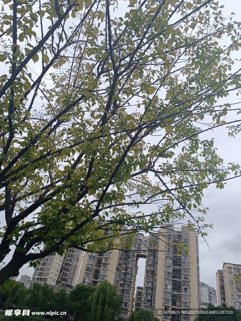 城市中繁茂的绿树景观