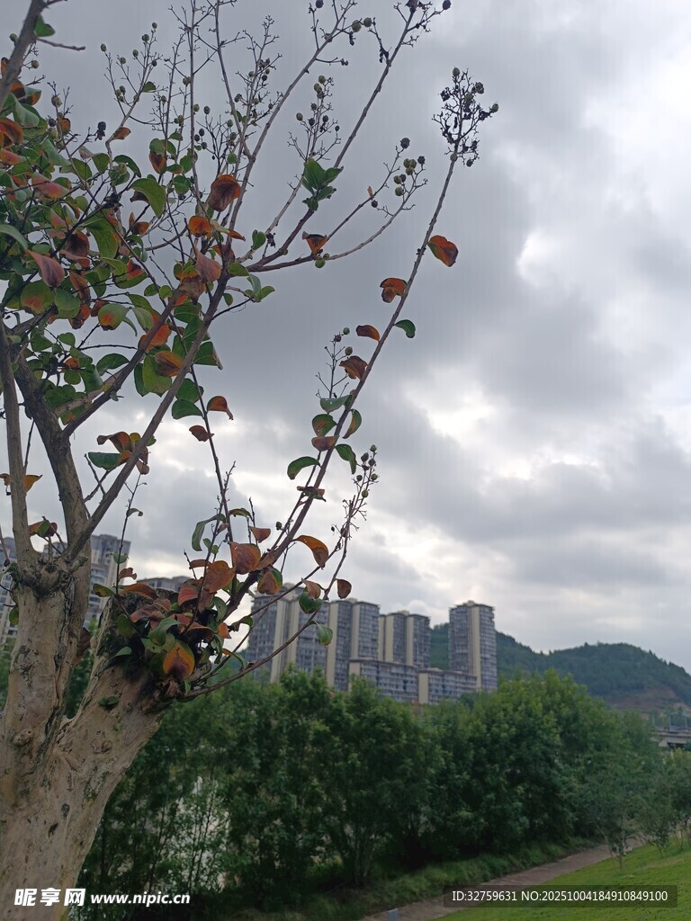城郊树木与远处楼宇景观