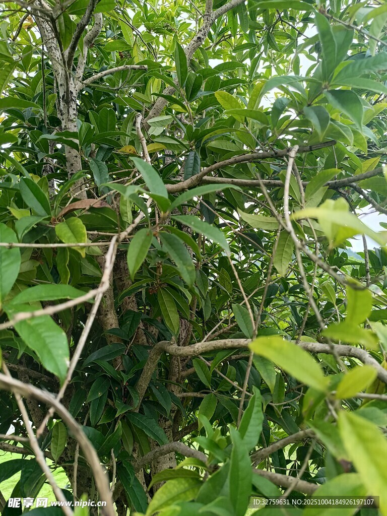 繁茂绿植