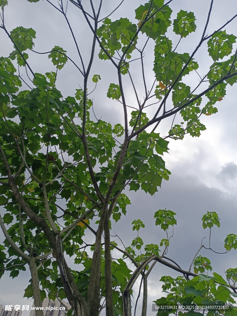 绿叶繁茂的树木