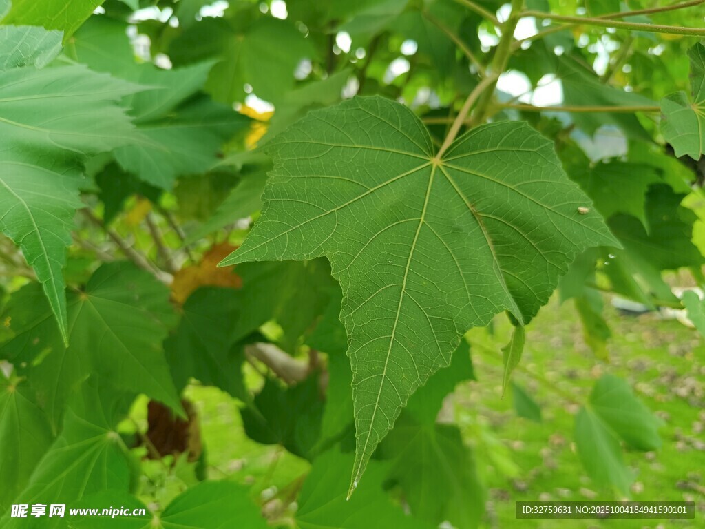 绿叶繁茂的植物特写