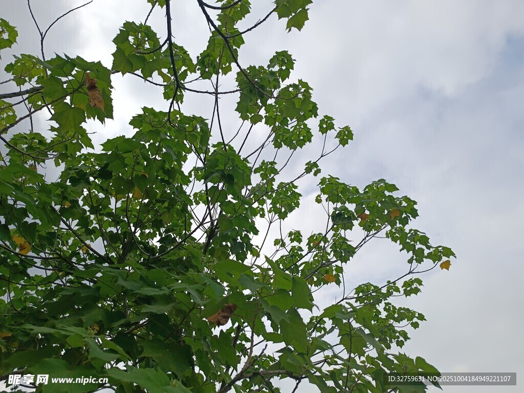 绿叶映蓝天的生机景象