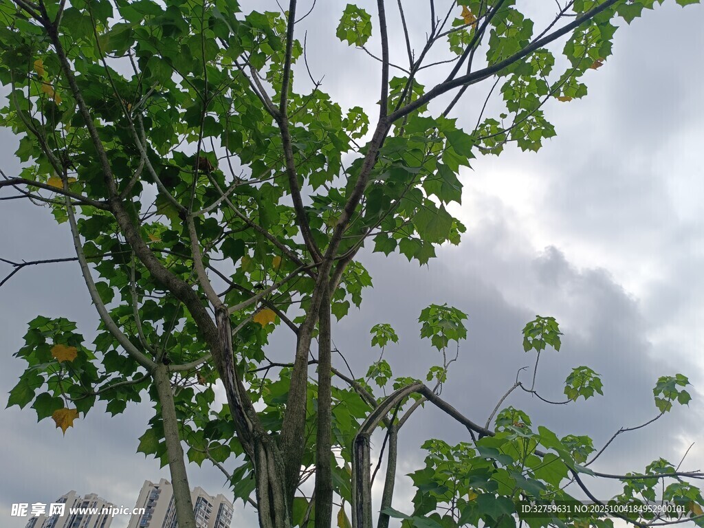 绿叶繁茂的树木与天空
