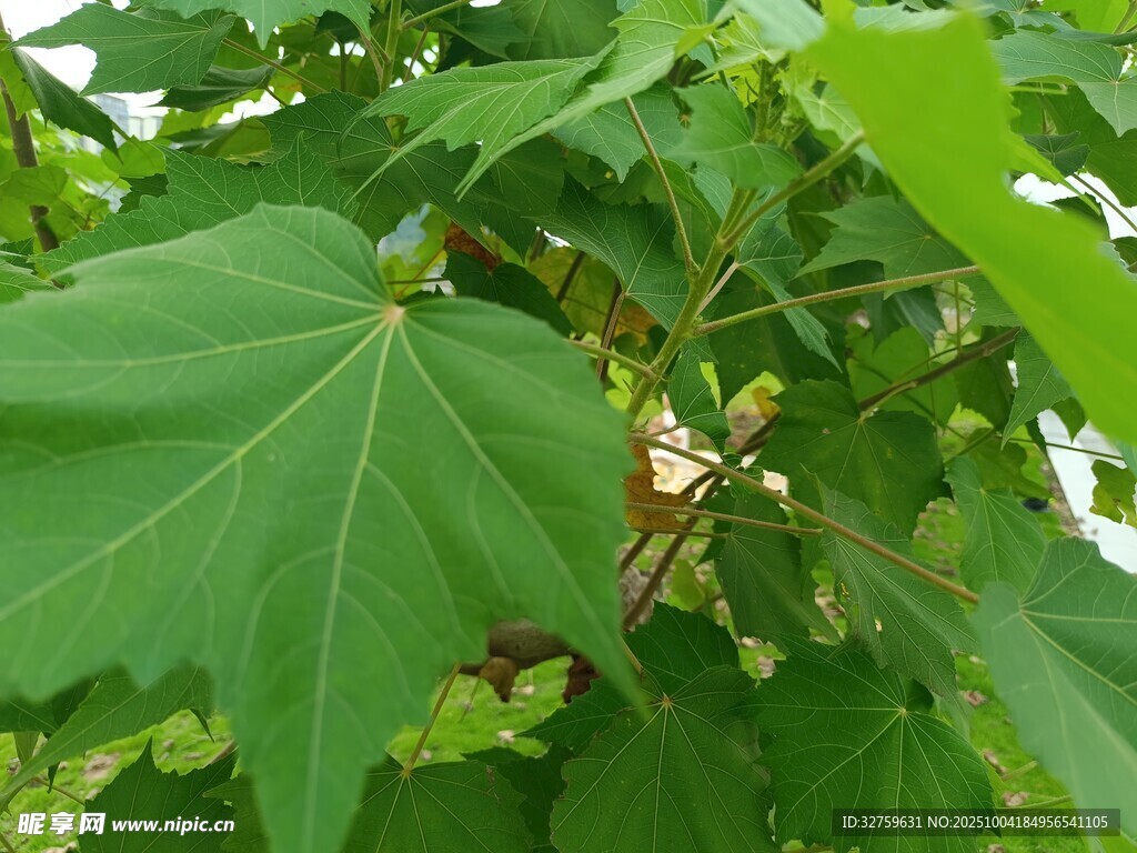 翠绿枫叶特写