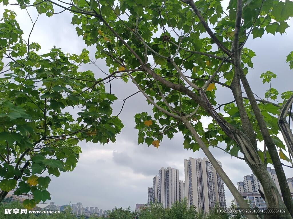 绿树掩映下的城市天际线