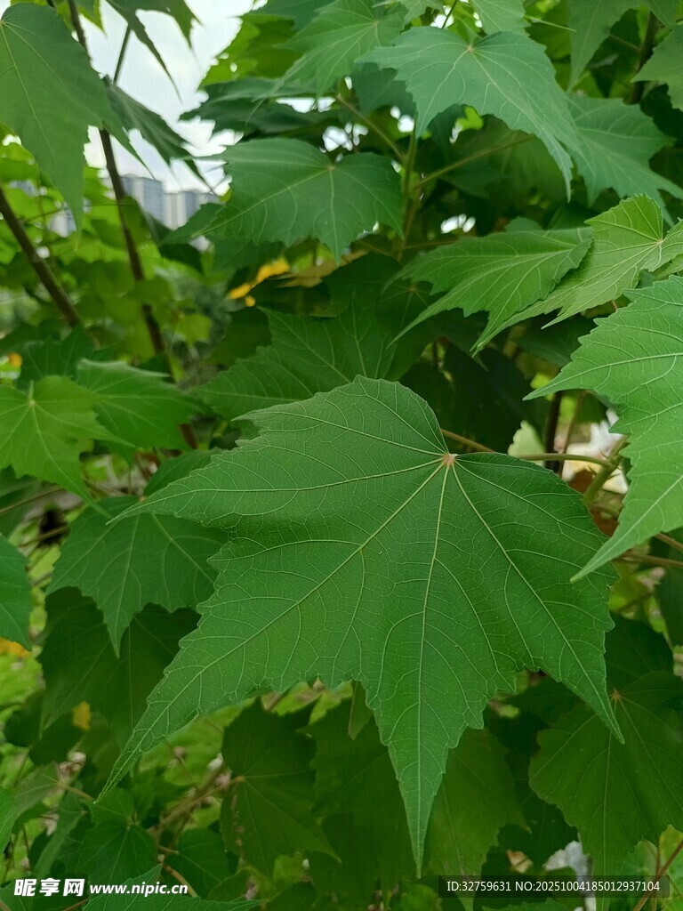 翠绿枫叶特写