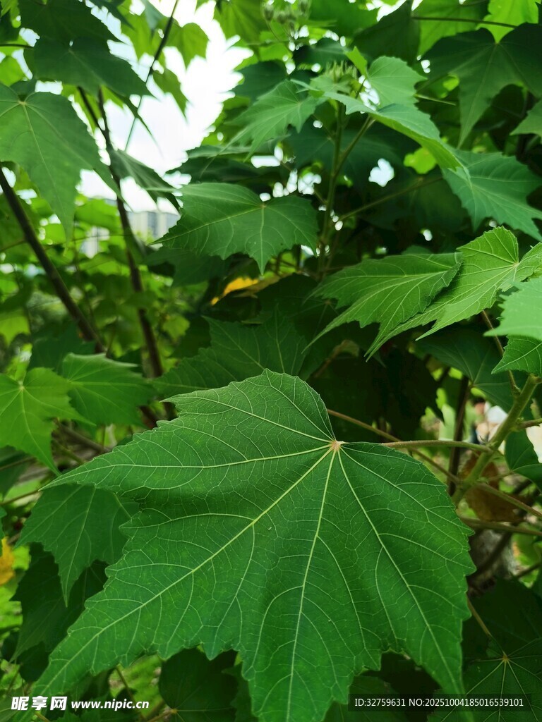 翠绿枫叶特写
