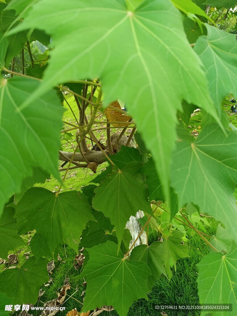 绿叶间的白色小花