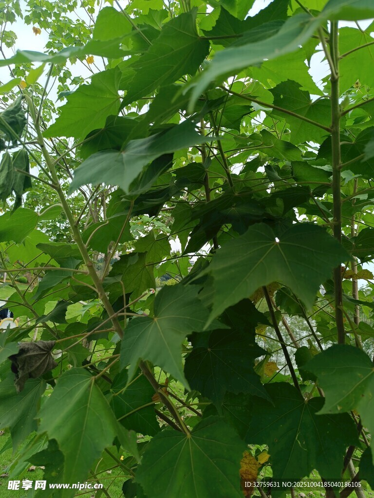 繁茂绿叶植物景象