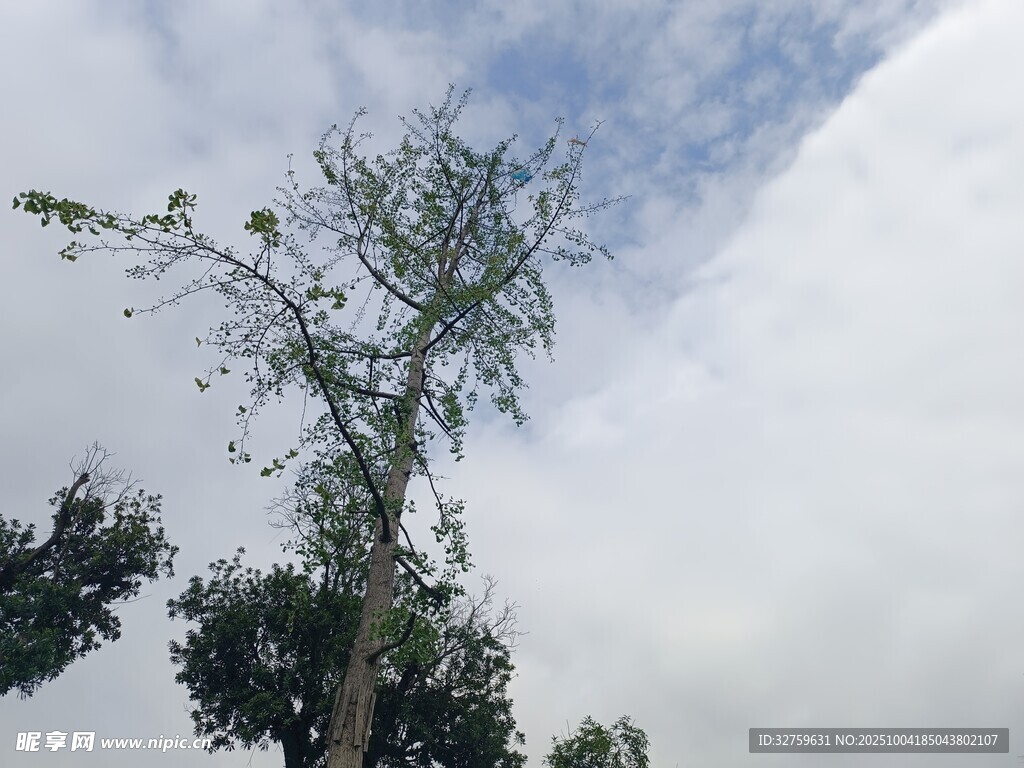 天空下的孤树
