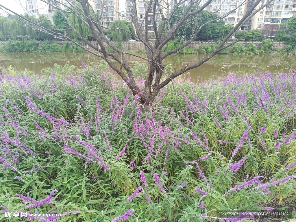 春日野花与孤树景观
