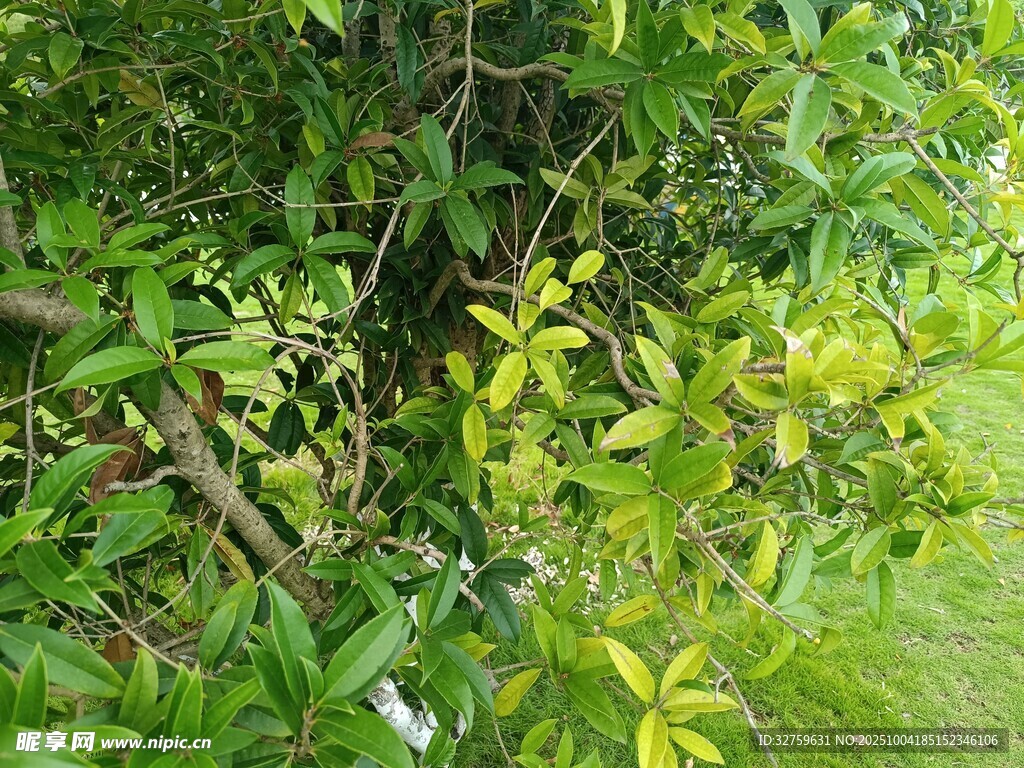 繁茂绿植