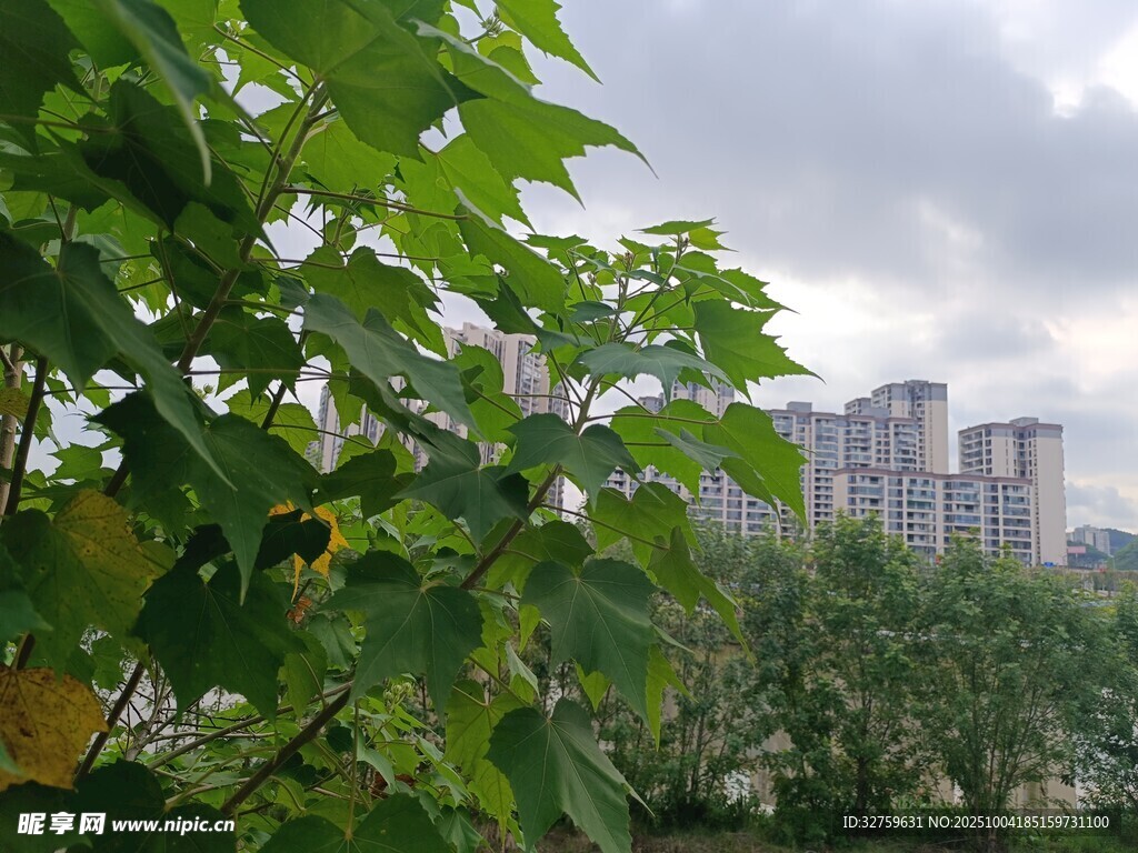 绿叶掩映下的城市景观