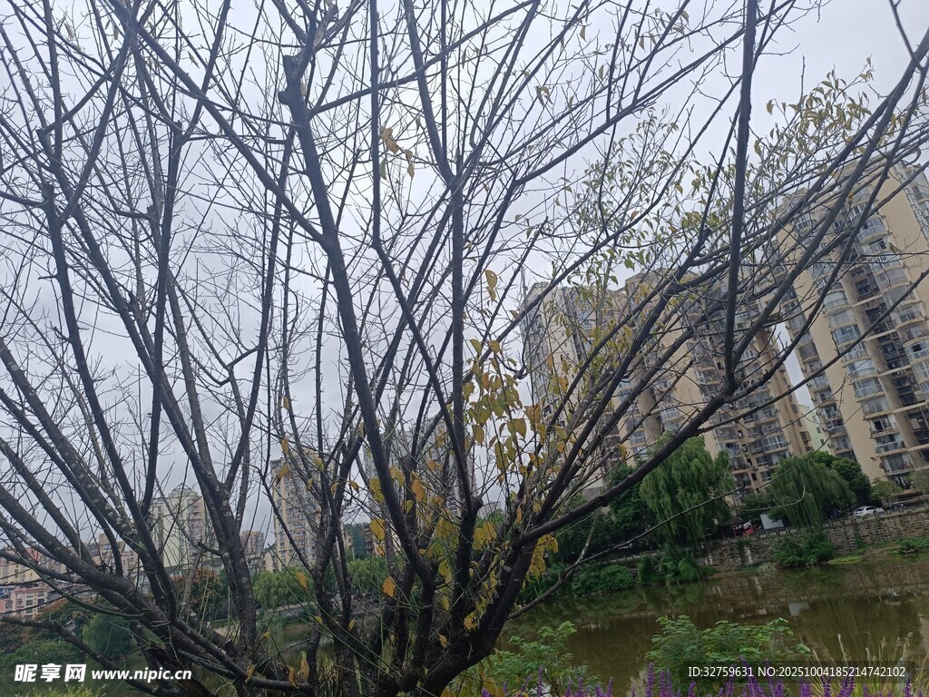 雾中枯树与背后建筑景观