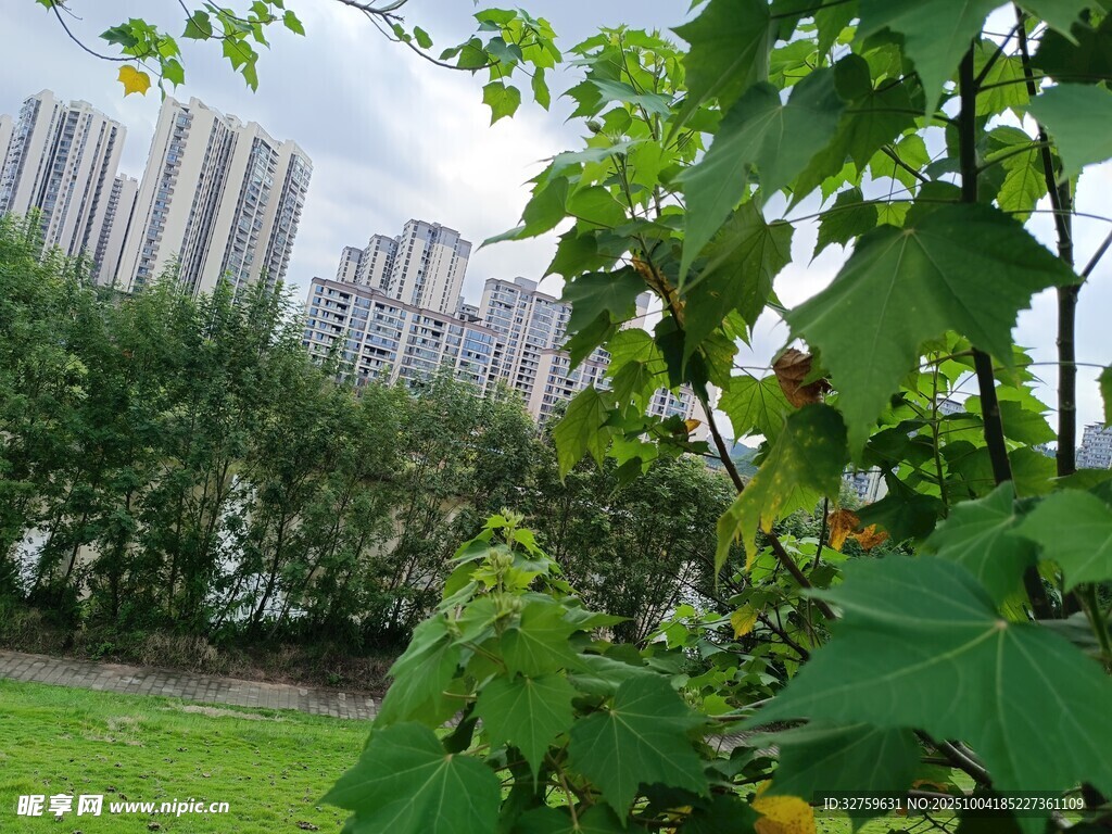 绿叶掩映下的城市景观
