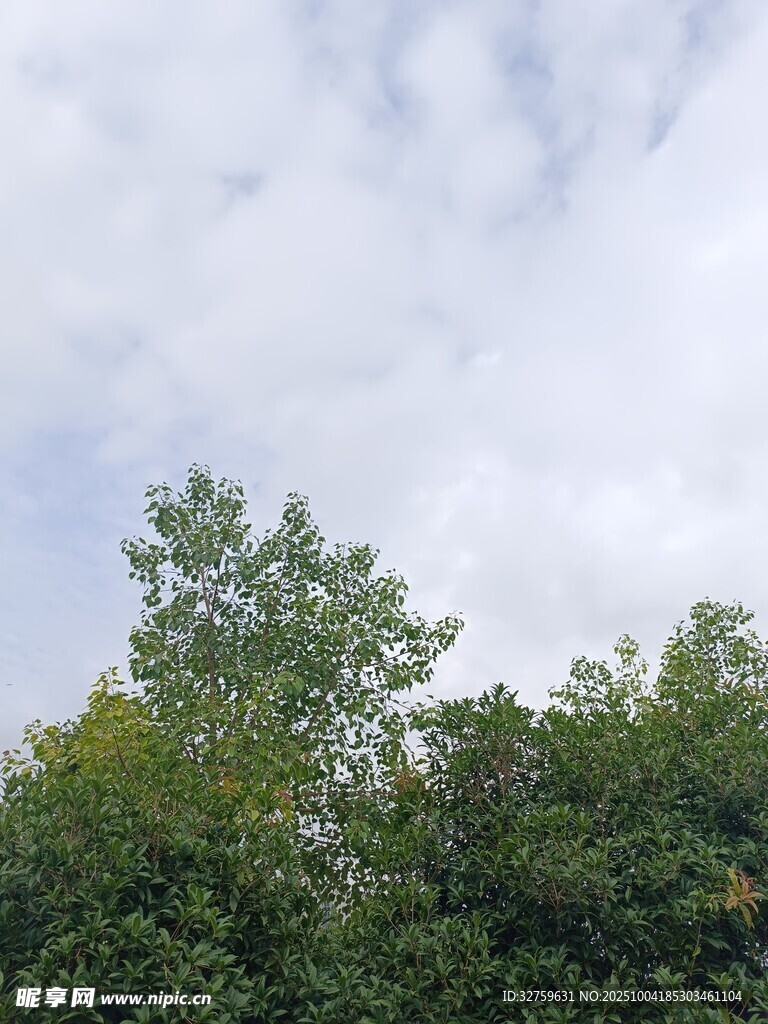 树梢之上的蓝天白云