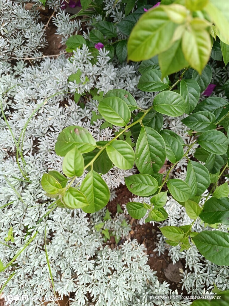 绿叶白花交织的植物景观