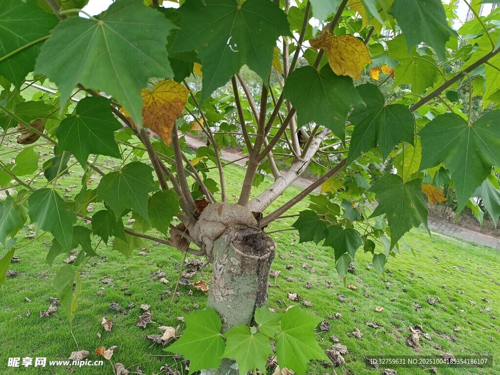 树上萌态考拉