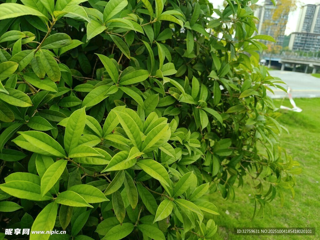 翠绿繁茂的绿植景观