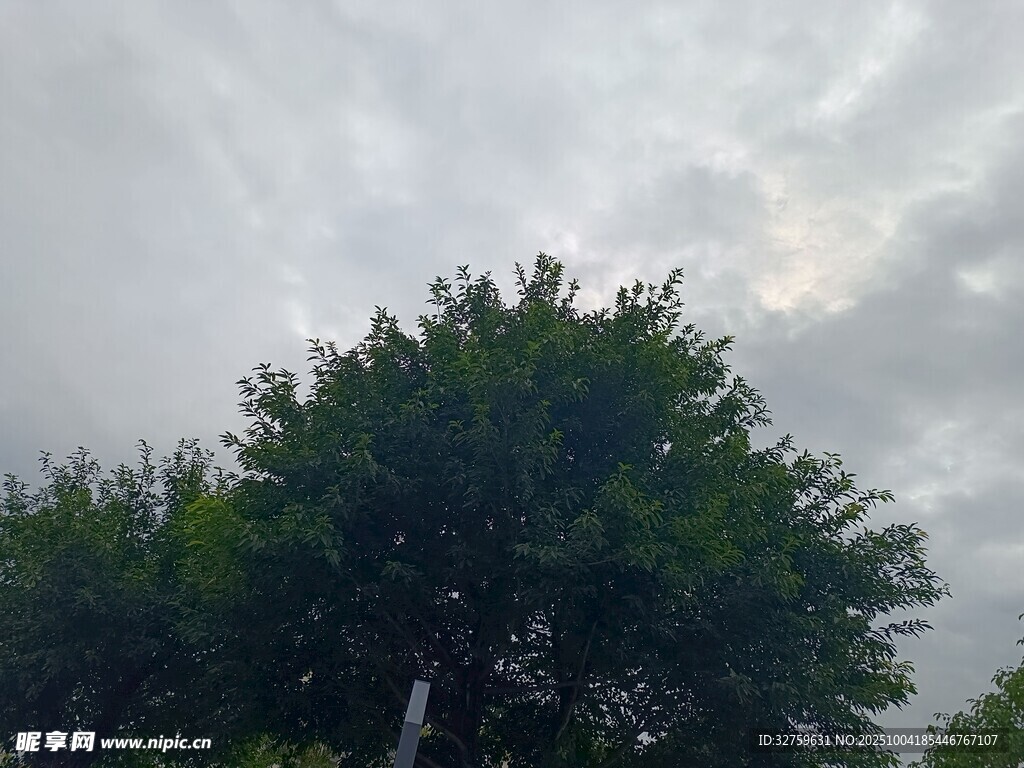 天空下的葱郁树木