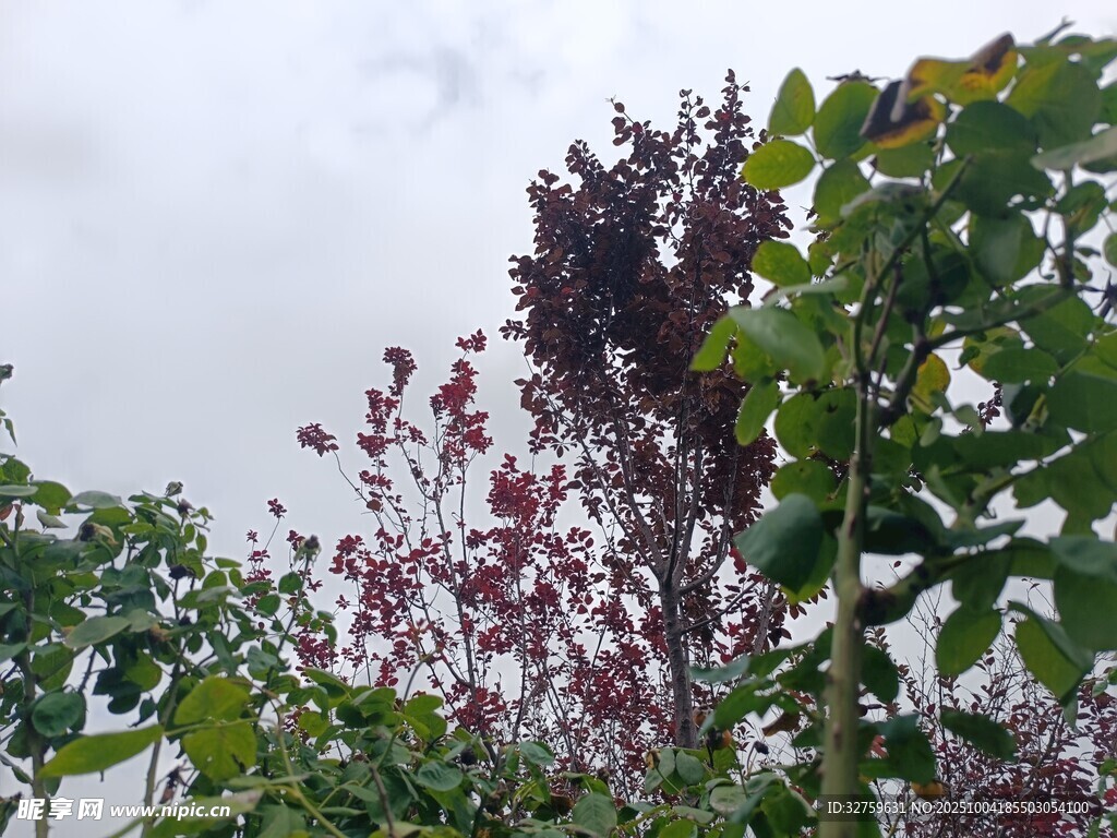 枝头繁花绿植相映成趣