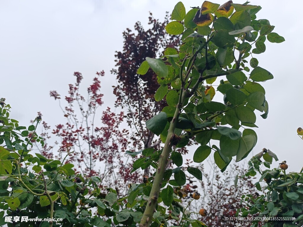 繁茂绿植