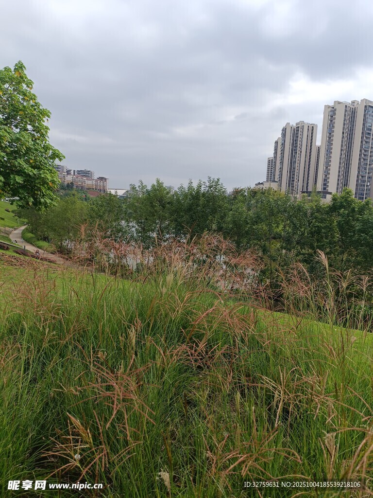 城郊草地与远处高楼景观