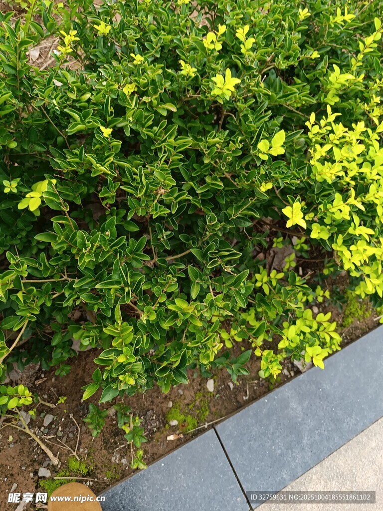 路边翠绿繁茂的灌木丛