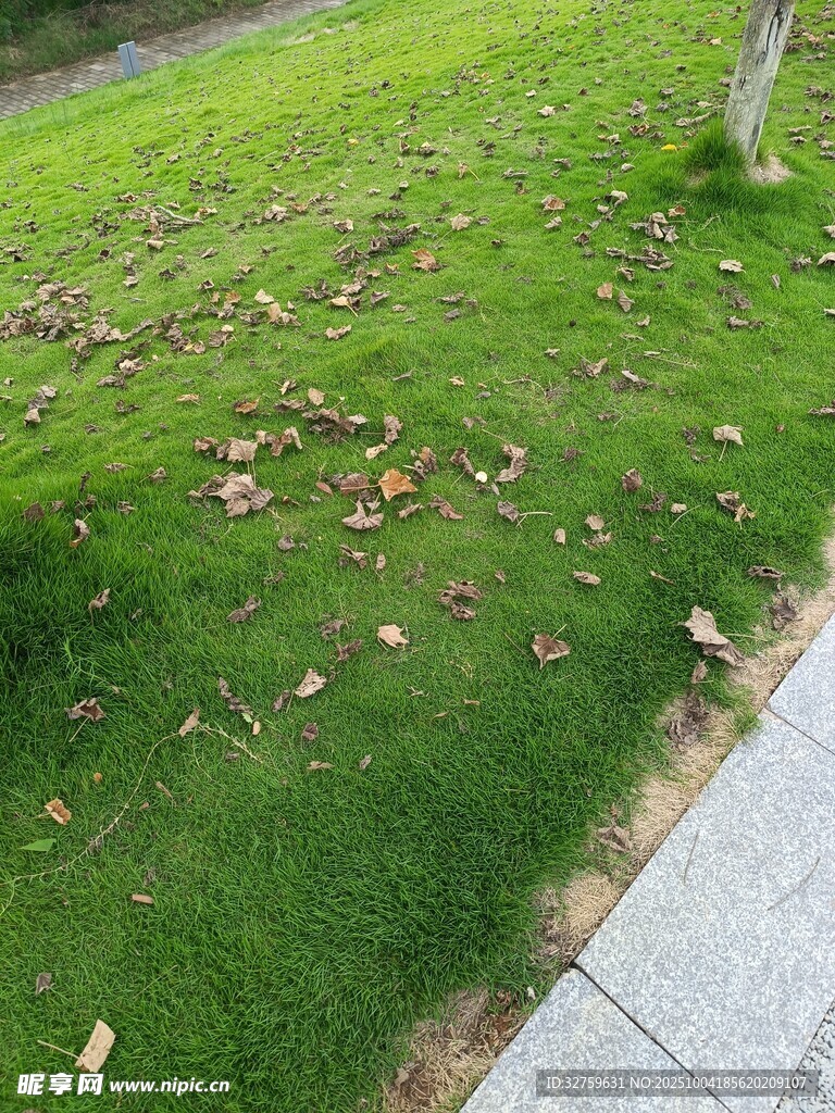 路边翠绿草地与散落枯叶