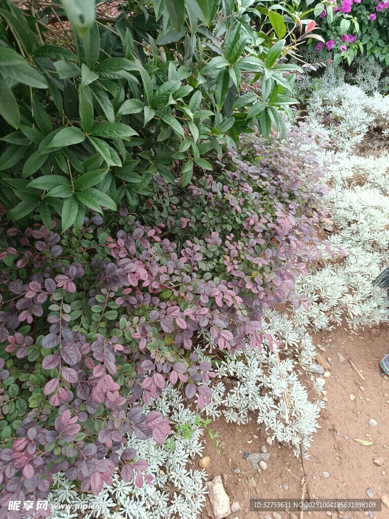 多彩花卉装点地面景观