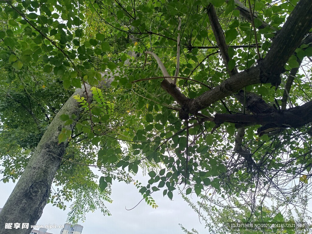 仰视繁茂绿树树冠